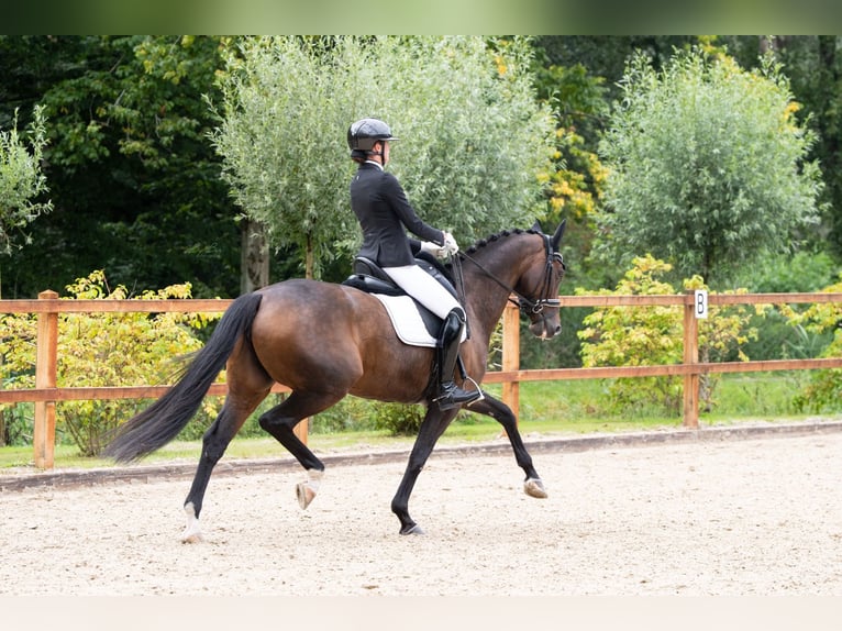 Oldenburger Merrie 13 Jaar 167 cm Donkerbruin in Vlaardingen