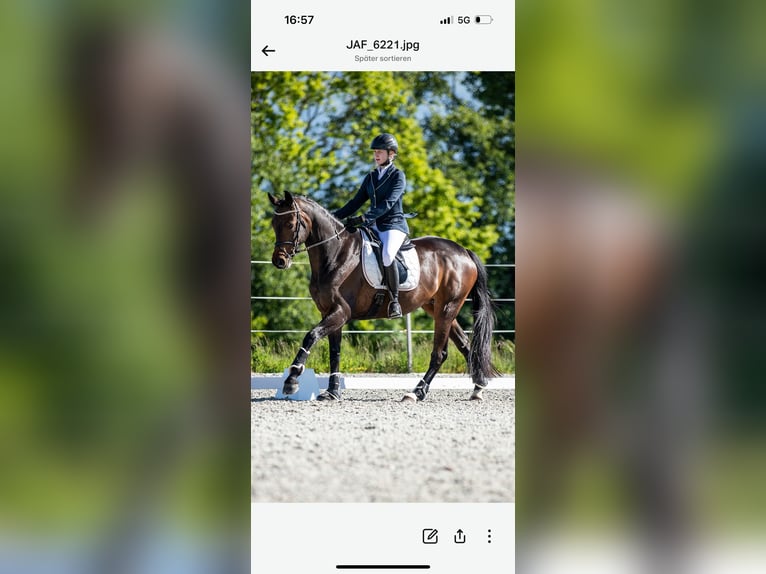 Oldenburger Merrie 13 Jaar 167 cm Donkerbruin in Ersigen