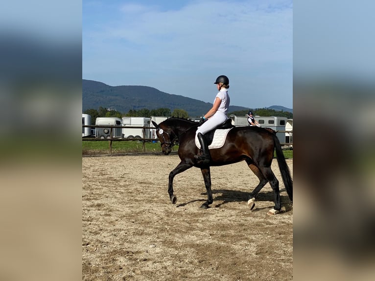 Oldenburger Merrie 13 Jaar 167 cm Donkerbruin in Ersigen