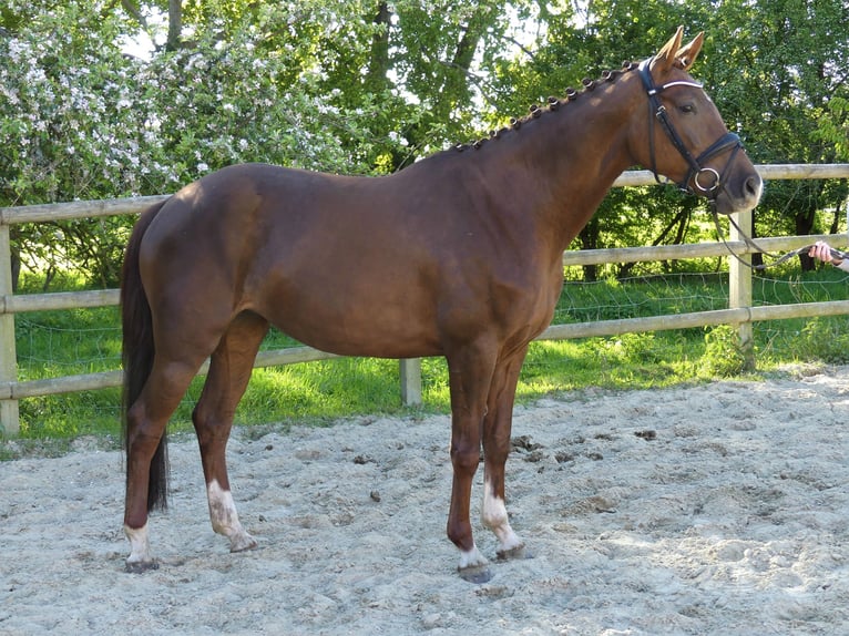 Oldenburger Merrie 13 Jaar 167 cm Donkere-vos in Twistringen