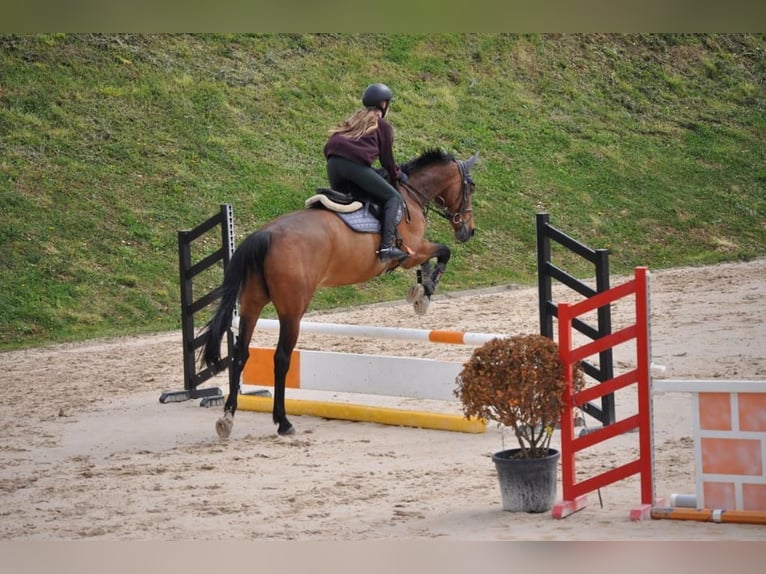 Oldenburger Merrie 13 Jaar 167 cm Roodbruin in KRIZEVCI