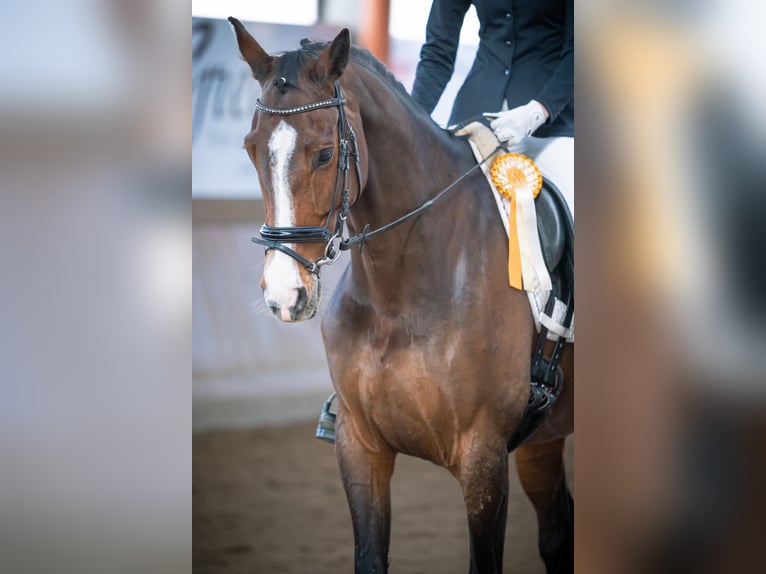 Oldenburger Merrie 13 Jaar 168 cm Donkerbruin in Steinhagen