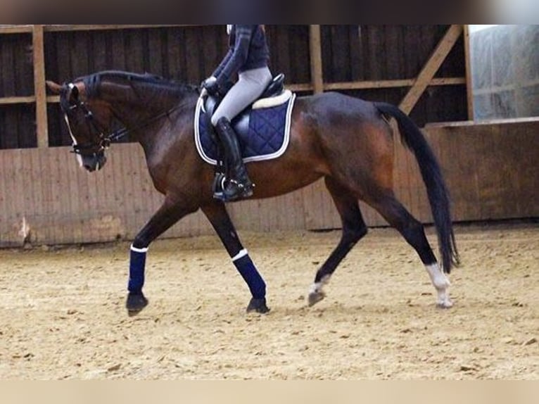 Oldenburger Merrie 13 Jaar 168 cm Donkerbruin in Steinhagen
