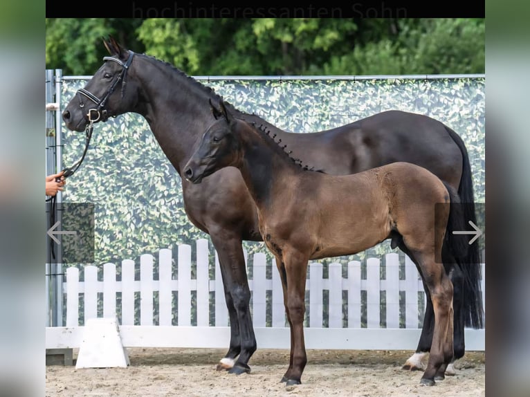 Oldenburger Merrie 13 Jaar 168 cm Zwart in Hopsten