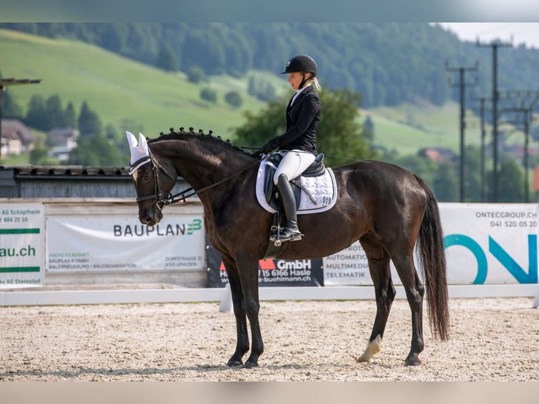 Oldenburger Merrie 13 Jaar 169 cm Zwartbruin in Wolhusen
