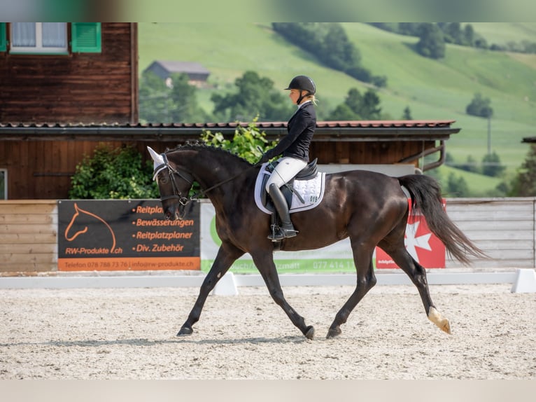 Oldenburger Merrie 13 Jaar 169 cm Zwartbruin in Wolhusen