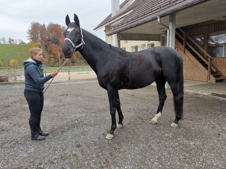 Oldenburger Merrie 13 Jaar 169 cm Zwartbruin in Wolhusen
