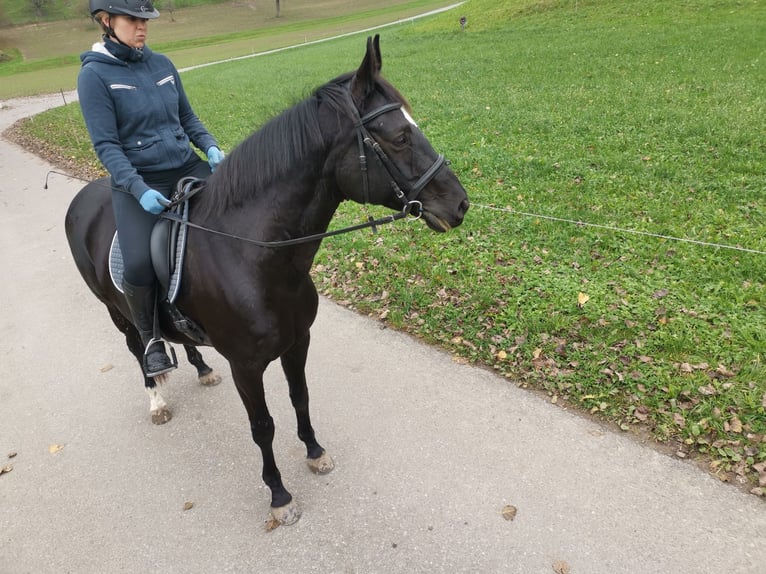 Oldenburger Merrie 13 Jaar 169 cm Zwartbruin in Wolhusen