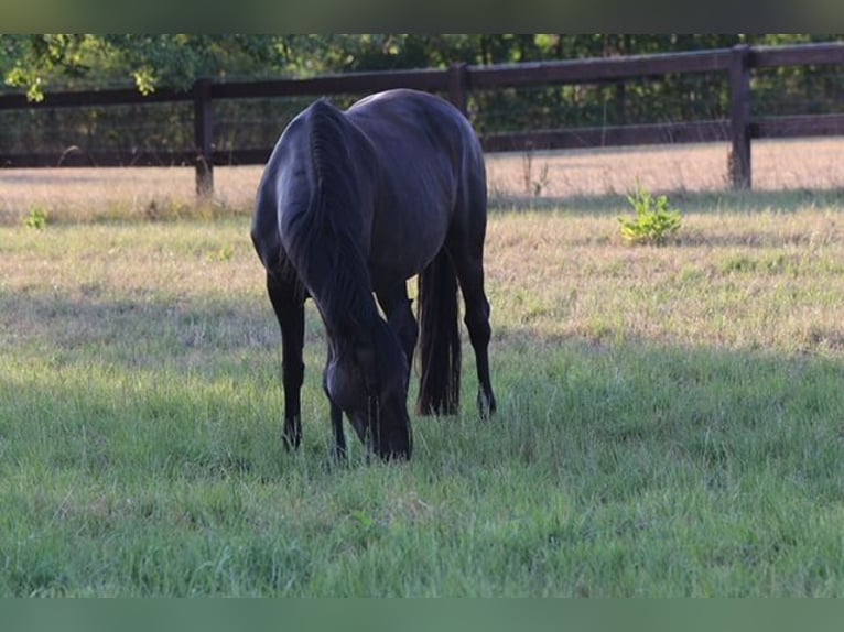 Oldenburger Merrie 13 Jaar 169 cm Zwartbruin in Blomberg