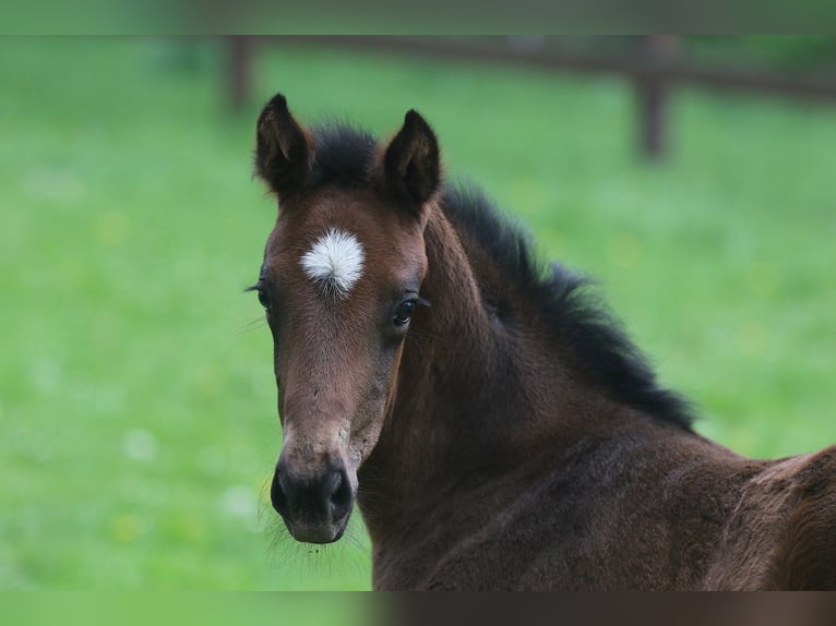 Oldenburger Merrie 13 Jaar 169 cm Zwartbruin in Blomberg