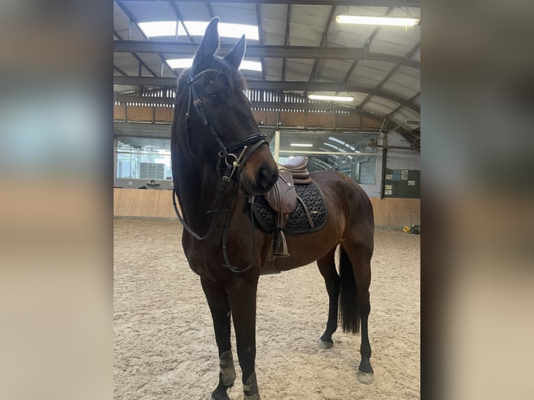 Oldenburger Merrie 13 Jaar 170 cm Donkerbruin in Vlamertinge