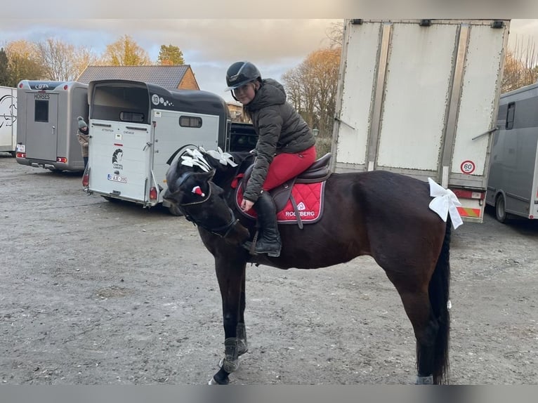 Oldenburger Merrie 13 Jaar 170 cm Donkerbruin in Vlamertinge