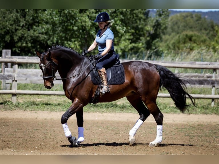 Oldenburger Merrie 13 Jaar 170 cm Donkerbruin in Maubec