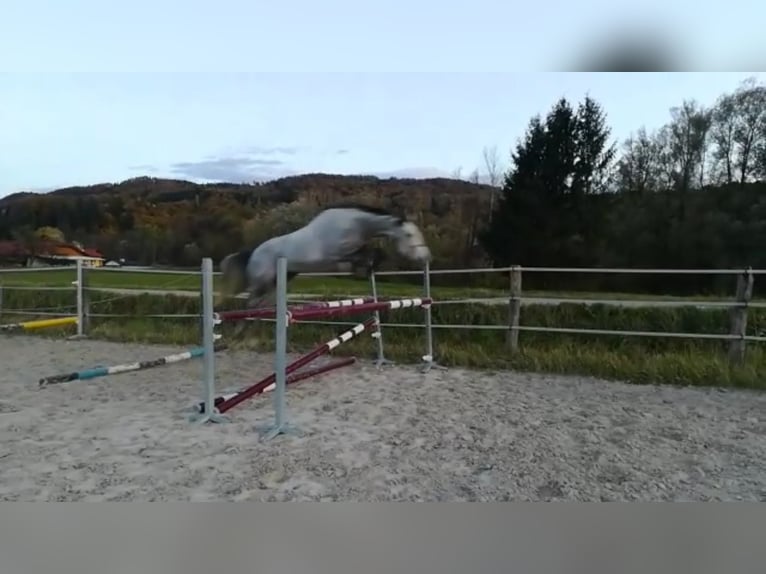 Oldenburger Merrie 13 Jaar 170 cm Schimmel in Wildon
