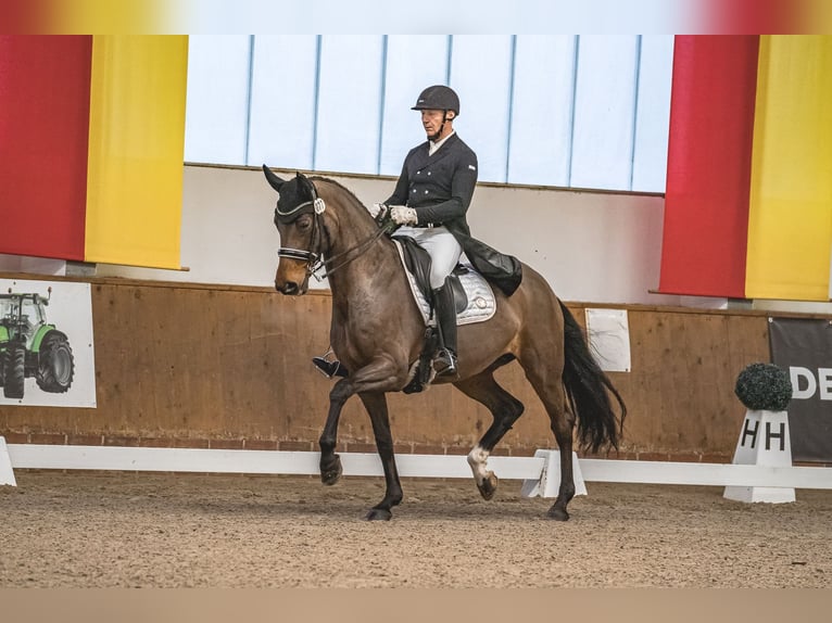 Oldenburger Merrie 13 Jaar 171 cm Bruin in Handorf