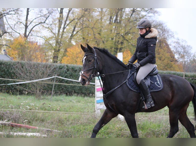 Oldenburger Merrie 13 Jaar 171 cm Donkerbruin in Schwerin