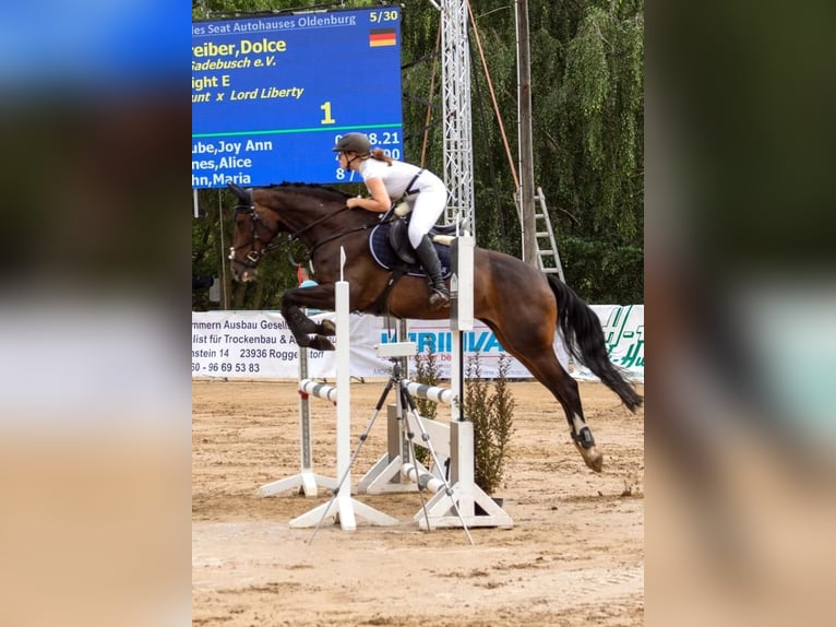 Oldenburger Merrie 13 Jaar 171 cm Donkerbruin in Schwerin