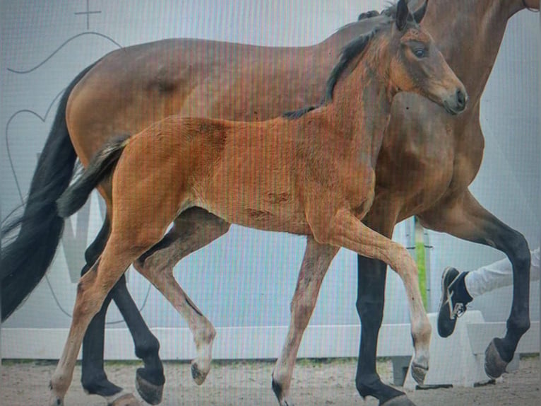 Oldenburger Merrie 13 Jaar 172 cm Bruin in Minden