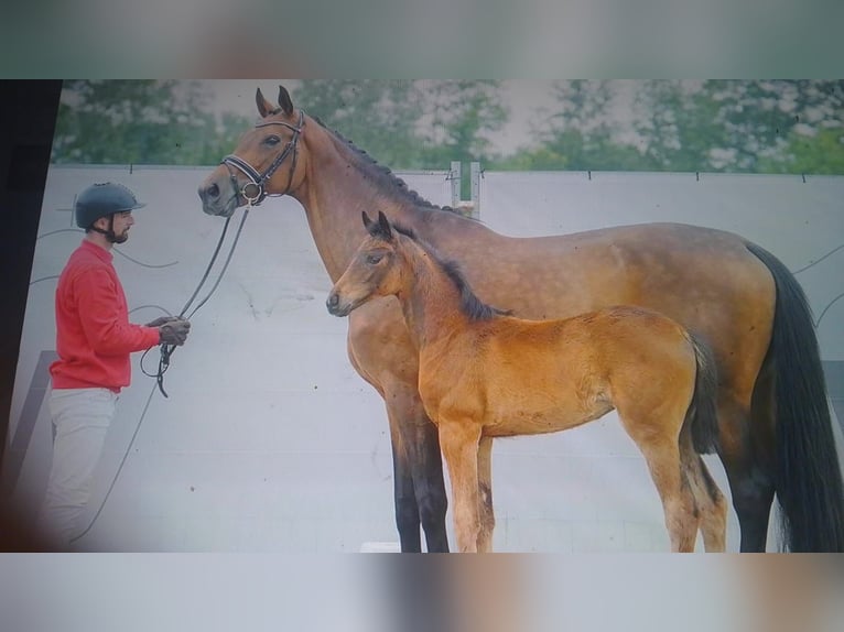 Oldenburger Merrie 13 Jaar 172 cm Bruin in Minden