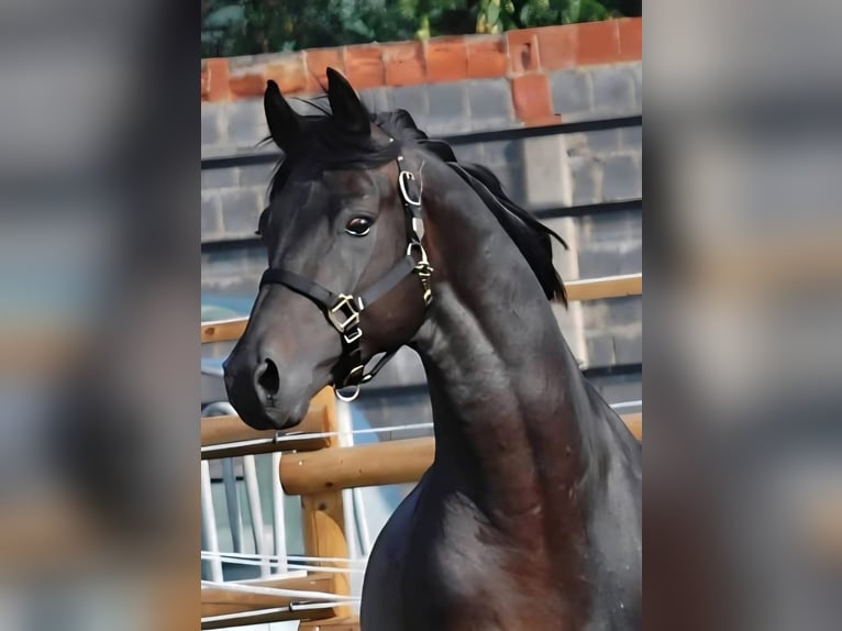 Oldenburger Merrie 13 Jaar 172 cm Donkerbruin in Frankenberg (Eder)