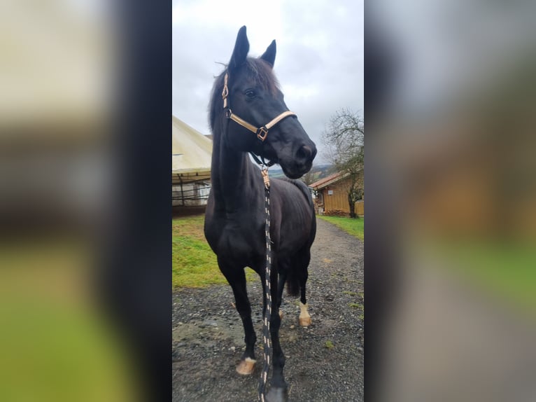 Oldenburger Merrie 13 Jaar 172 cm Zwart in Waldkirchen