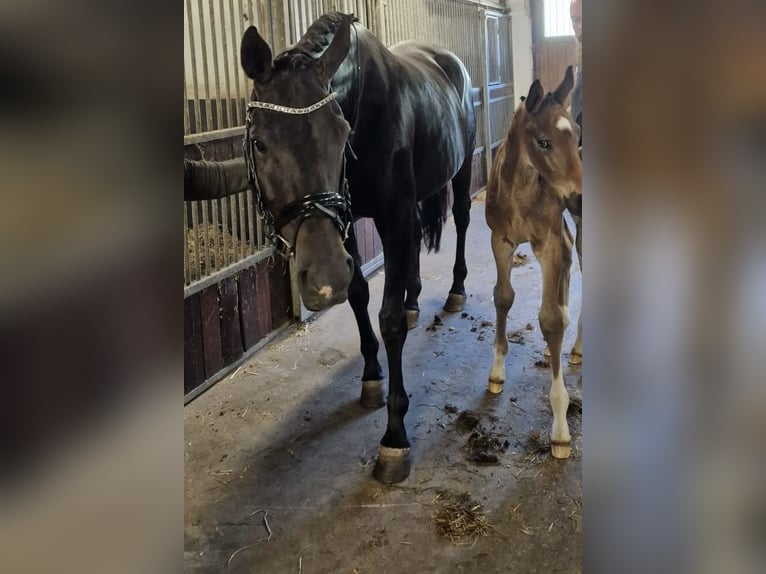Oldenburger Merrie 13 Jaar 172 cm Zwartbruin in Borken