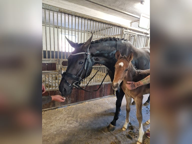 Oldenburger Merrie 13 Jaar 172 cm Zwartbruin in Borken