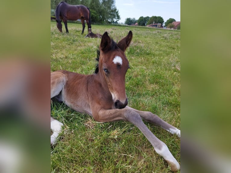 Oldenburger Merrie 13 Jaar 172 cm Zwartbruin in Borken