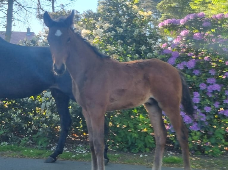 Oldenburger Merrie 13 Jaar 172 cm Zwartbruin in Borken