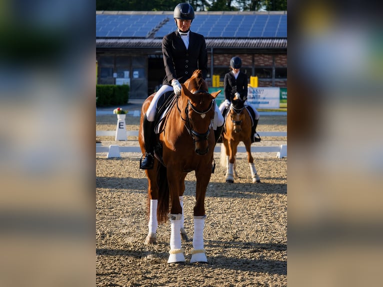 Oldenburger Merrie 13 Jaar 174 cm Donkere-vos in Havixbeck