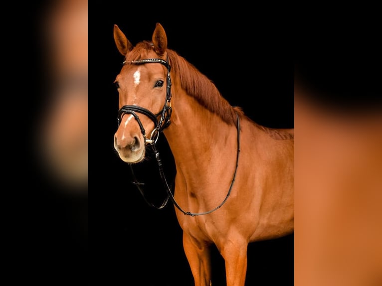 Oldenburger Merrie 13 Jaar Vos in Eschweiler