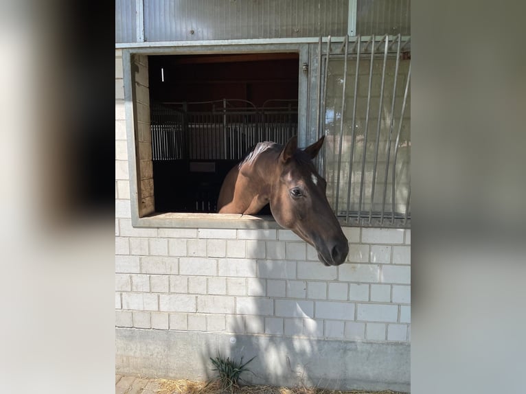 Oldenburger Merrie 14 Jaar 158 cm Donkere-vos in Braunsbedra
