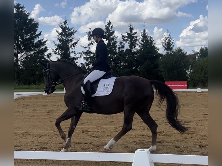 Oldenburger Merrie 14 Jaar 158 cm Donkere-vos in Braunsbedra