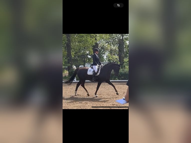 Oldenburger Merrie 14 Jaar 158 cm Donkere-vos in Braunsbedra