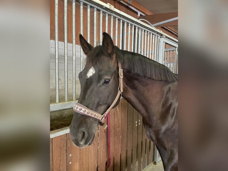 Oldenburger Merrie 14 Jaar 158 cm Donkere-vos in Braunsbedra