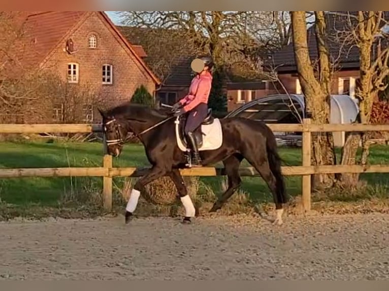 Oldenburger Merrie 14 Jaar 162 cm Zwartbruin in Ennigerloh