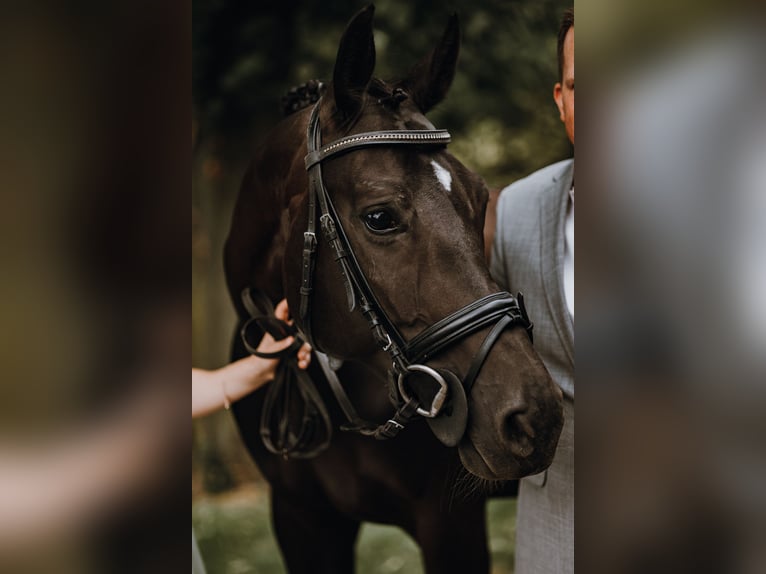 Oldenburger Merrie 14 Jaar 162 cm Zwartbruin in Ennigerloh