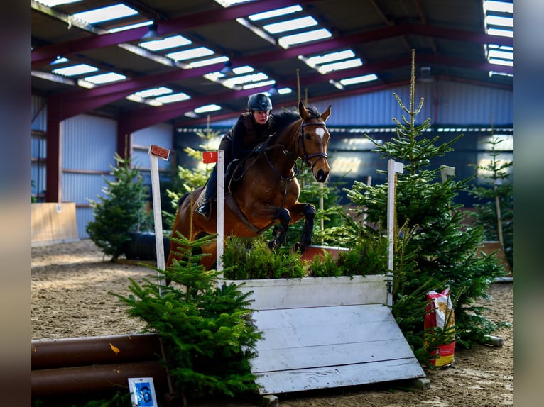 Oldenburger Merrie 14 Jaar 163 cm Bruin in Aurich EgelsAurich