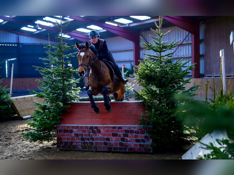 Oldenburger Merrie 14 Jaar 163 cm Bruin in Aurich EgelsAurich