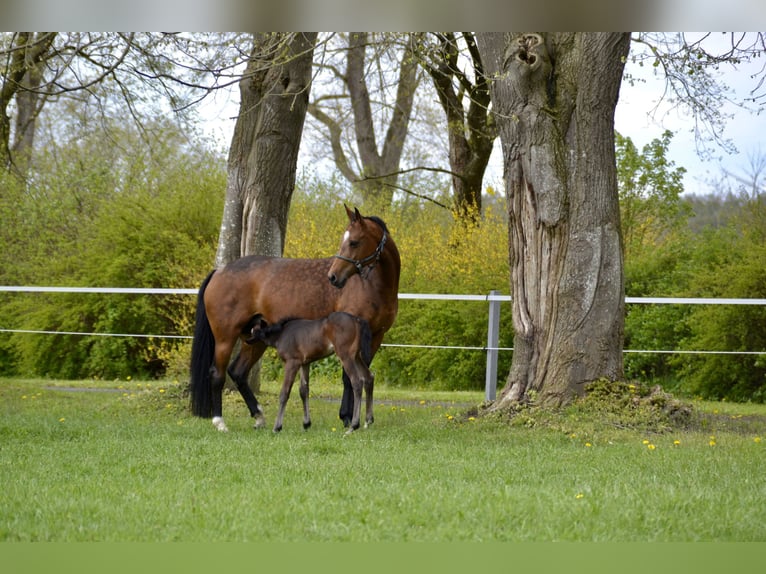 Oldenburger Merrie 14 Jaar 163 cm Bruin in Aurich EgelsAurich