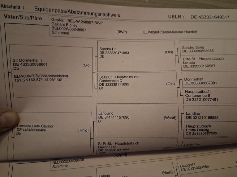Oldenburger Merrie 14 Jaar 164 cm Schimmel in Olen