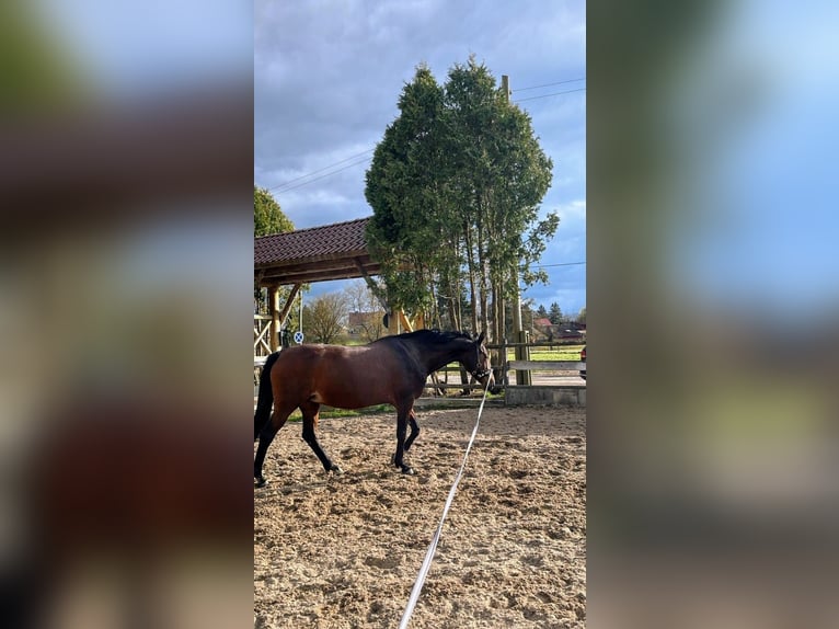 Oldenburger Merrie 14 Jaar 165 cm Bruin in Bad Sachsa