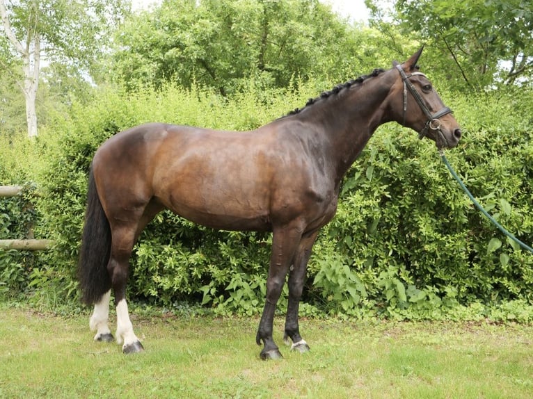 Oldenburger Merrie 14 Jaar 165 cm Donkerbruin in Sully-la-Chapelle