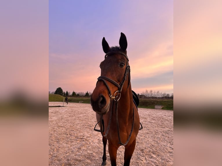 Oldenburger Merrie 14 Jaar 167 cm Roodbruin in KRIZEVCI