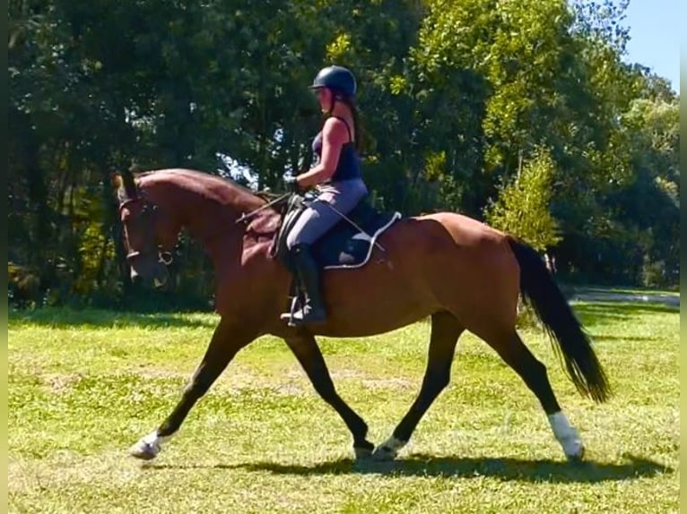 Oldenburger Merrie 14 Jaar 170 cm Bruin in Ensdorf