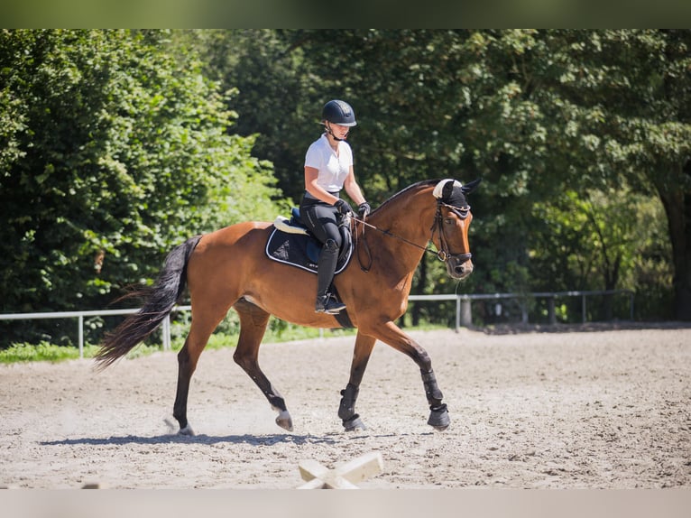 Oldenburger Merrie 14 Jaar 170 cm Bruin in Dettighofen