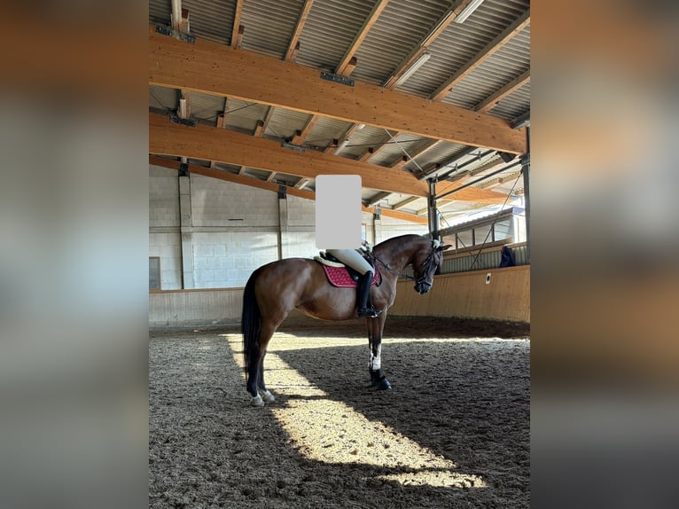 Oldenburger Merrie 14 Jaar 170 cm Bruin in Dettighofen