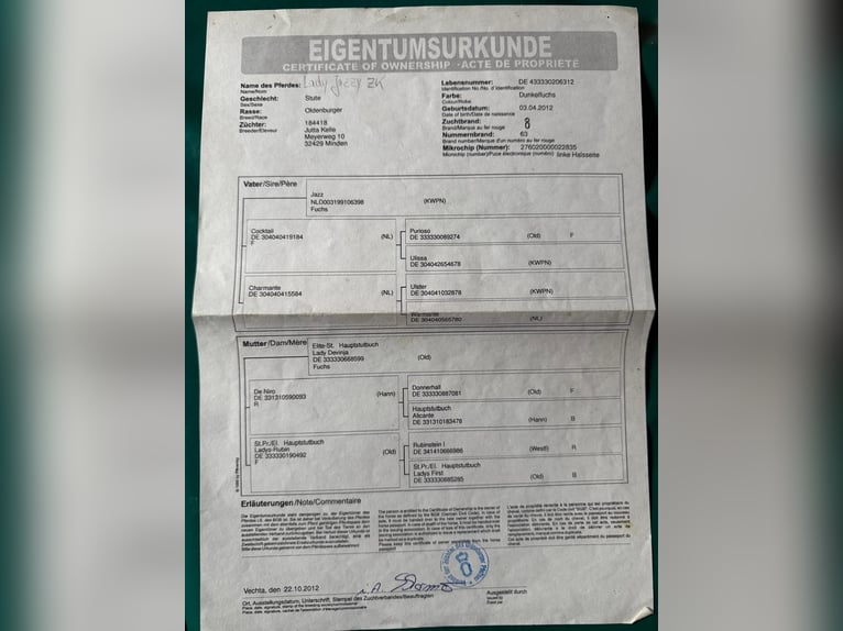 Oldenburger Merrie 14 Jaar 170 cm Donkere-vos in Nimy