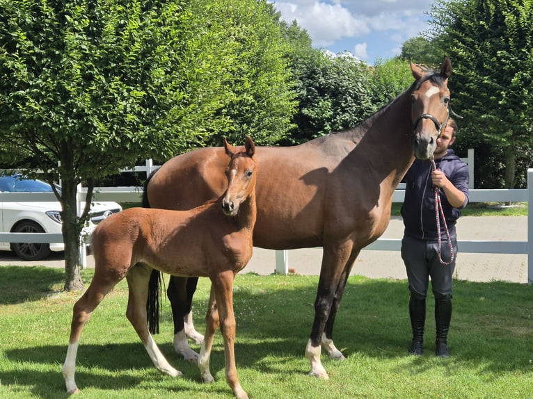 Oldenburger Merrie 14 Jaar 171 cm Bruin in Sögel
