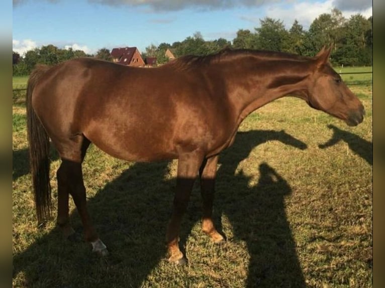 Oldenburger Merrie 14 Jaar 171 cm Donkere-vos in Halle - Westfalen